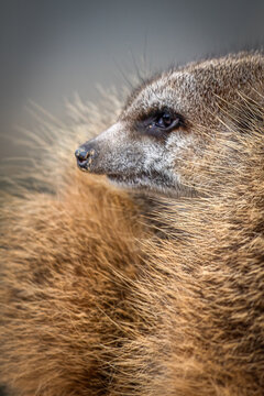 Meerkat close up profile with soft background and copy space