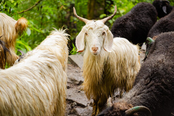 Fototapeta premium A herd of goats grazing near Madmaheshwar temple, Uttarakhand, India