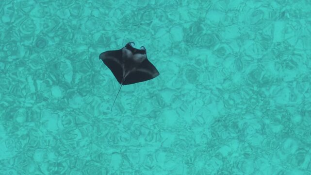 Aerial view of a majestic manta ray gliding through the turquoise water, creating a captivating contrast of dark and light tones, Vashafaru Island, Maldives.