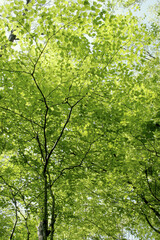 Fototapeta premium Fresh Green Leaves of Japanese Dogwood (Cornus kousa) in Spring, Tohoku, Japan