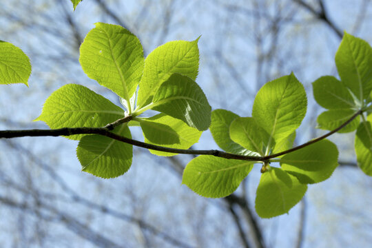 Sunlit Fresh Green Leaves of Japanese Clethra (Clethra barbinervis) in Spring, Tohoku, Japan