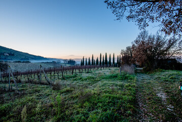 Fototapeta premium Vineyard and cypress trees along rural path in Italy