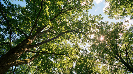 Fototapeta premium Sunlight filtering through lush green tree canopy in a forest