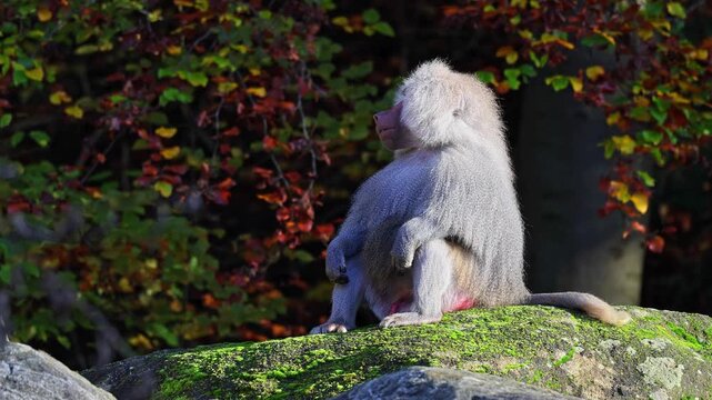 The hamadryas baboon sitting on a rock and looking around.  Papio hamadryas is a species of baboon