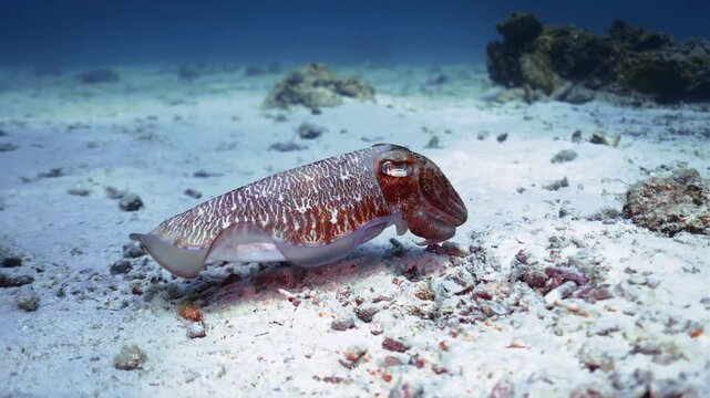 Broadclub Cuttlefish Changing Color While Gliding on Sandy Seabed