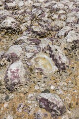 Natural Texture of Barnacles and Oyster Shells on Coastal Rocks  © Marcin
