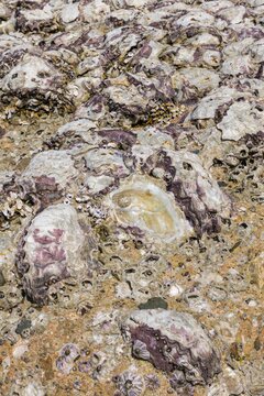 Natural Texture of Barnacles and Oyster Shells on Coastal Rocks 
