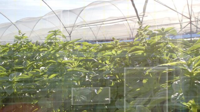 Greenhouse plant canopy shifting as camera panning, capturing changing light and UI reflections
