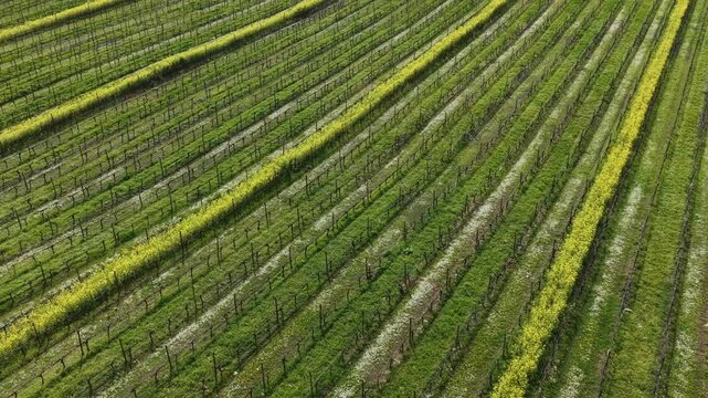 Aerial view of vibrant vineyard rows showcasing alternating green and yellow vegetation, creating a textured pattern on the landscape, Rioja Alavesa, Spain.
