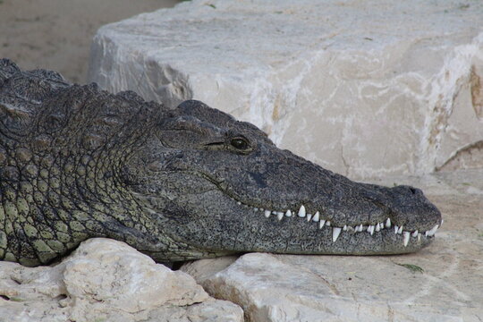 crocodile at the guld