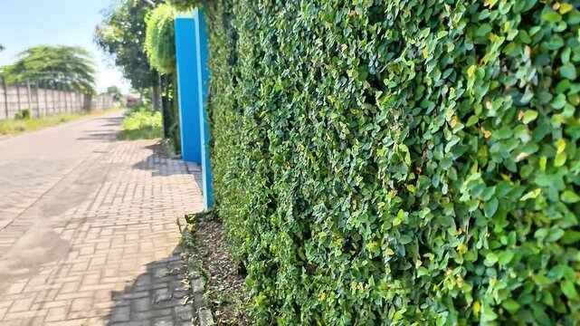 Dense Climbing Fig Ivy Covering a Modern Residential Boundary Wall