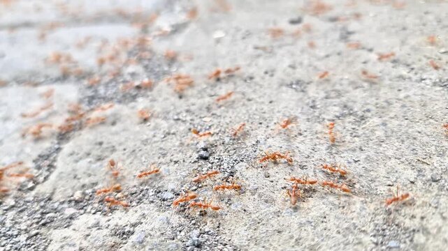 Colony of Red Weaver Ants Oecophylla Smaragdina on Rough Stone Surface