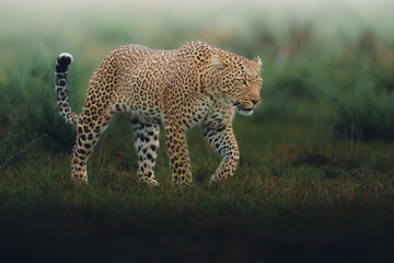 Beautiful protrait for leopard in Masai Mara © ahmed