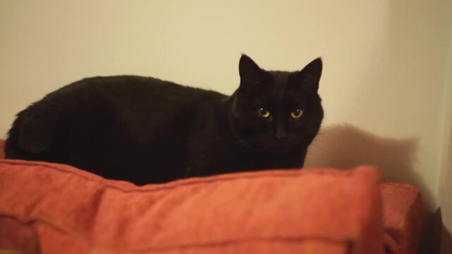 A black cat is lying on the bed and looking into the camera