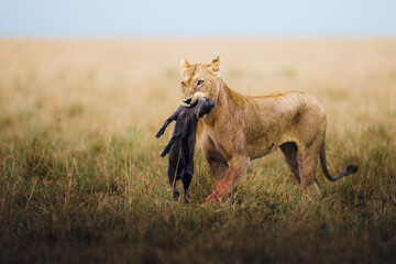 Humting for lioness in Masai Mara © ahmed