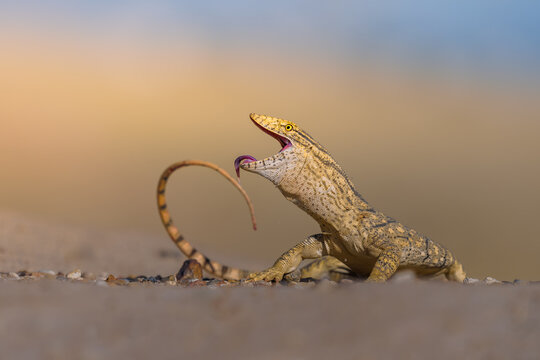 Desert monitor in desert of Kuwait