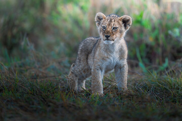 young cup of lion in Masai Mara © ahmed
