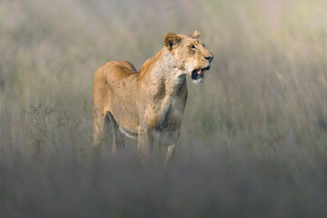 Portrait for lioness in Masai Mara © ahmed
