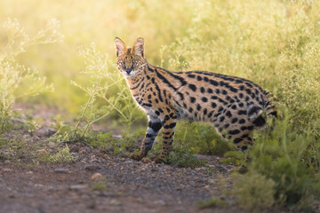 Beautiful protrait for Serval Cat © ahmed