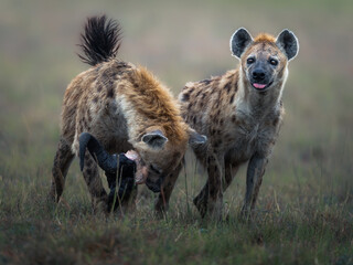 Fototapeta premium Hyena walking in Masai Mara