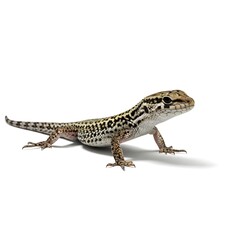 Fototapeta premium lizard on white background