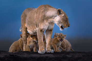 lioness mother with cubs in Masai Mara © ahmed