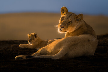 lioness mother with cub in Masai Mara © ahmed