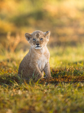 young cup of lion in Masai Mara