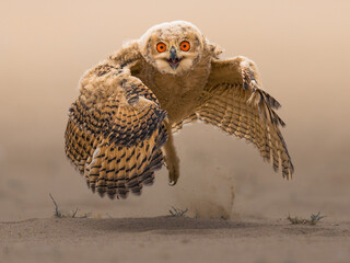 Beautiful Pharaoh eagle owl in desert of Kuwait © ahmed