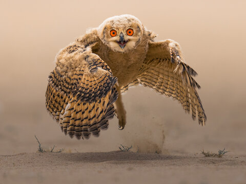 Beautiful Pharaoh eagle owl in desert of Kuwait