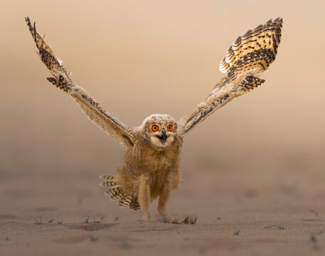 Beautiful Pharaoh eagle owl in desert of Kuwait