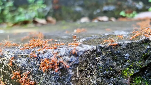 Swarm of Aggressive Red Fire Ants Crawling on Rough Stone Surface