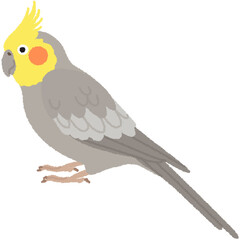 Fototapeta premium オカメインコのイラスト