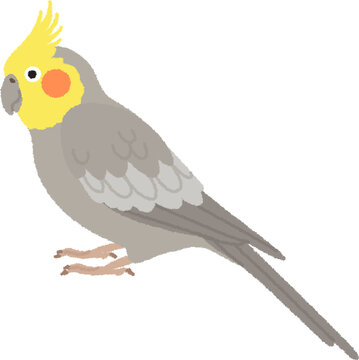 オカメインコ Images – Browse 723 Stock Photos, Vectors, and Video