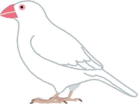 白文鳥（ハクブンチョウ）のイラスト