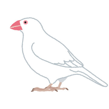 白文鳥（ハクブンチョウ）のイラスト