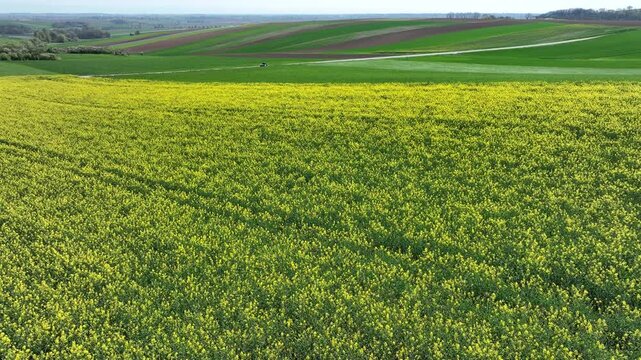 Aerial view of vibrant yellow rapeseed fields meet neatly cultivated green fields, creating a patchwork quilt of agriculture, Wintzenheim-Kochersberg, Grand Est, France.