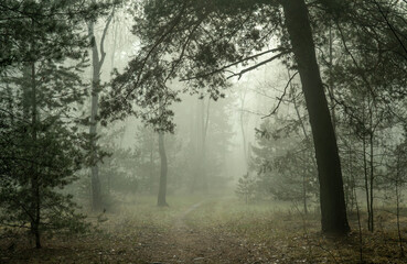 Fototapeta premium Morning fog enveloped the forest. Walks in the forest. Hiking.