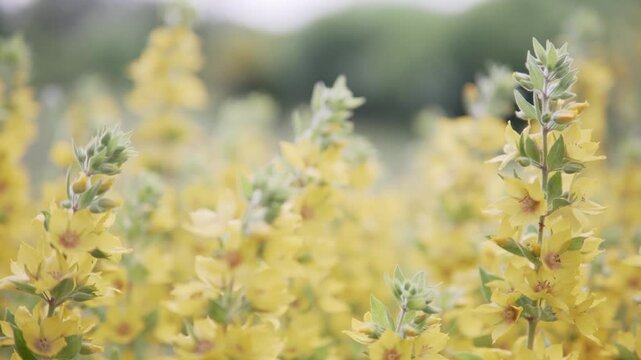 Yellow loosestrife flowers swaying in wind. Beautiful Lysimachia