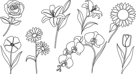 Fototapeta premium Collection of different flower line drawings roses lilies orchids sunflowers tulips with line art
