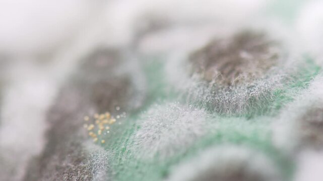 Macro footage of mold (mould) on food