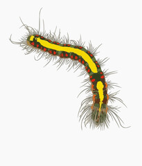 Hand drawn illustration of a hairy caterpillar with yellow stripe and red dots on white background © technics polemics