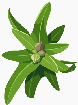 Green foliage of oleander Nerium oleander with young flower buds on white background flat vector illustration