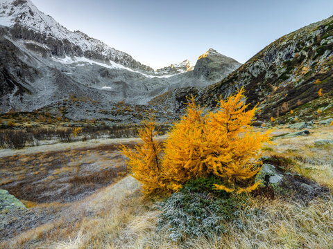 Landscape, tourism: Yellow larch trees in a mountain valley with snow-capped peaks, creating a scenic travel destination at Alveo Presena,Trentino,Tonale Pass,Italy.