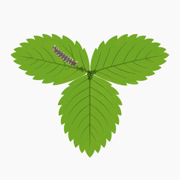 Vector illustration of a green strawberry leaf with a small caterpillar on a white background