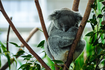 Obraz premium Adorable Koala Sleeping Peacefully on a Eucalyptus Tree Branch