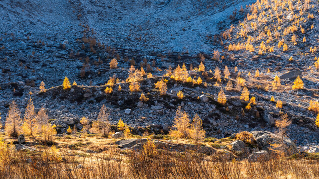 Autumn landscape with golden larch trees on rocky mountain slope, travel destination concept, Alveo Presena,Trentino,Tonale Pass,Italy.
