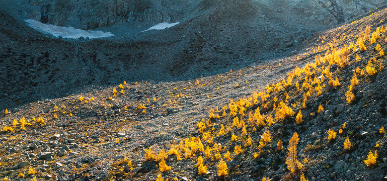 Landscape, tourism: Golden larch trees grow on a rocky mountain slope with snow, creating a scenic destination in Alveo Presena,Trentino,Tonale Pass,Italy.