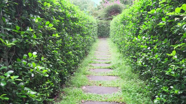 Walking through hedge maze. Inside view of garden labyrinth