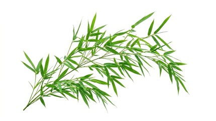 Fototapeta premium A spray of fresh green bamboo leaves, isolated on a transparent background, delicate tropical foliage, graceful natural lines, serene botanical mood, ultra-realistic, no logos.